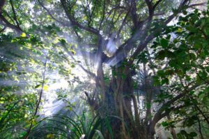 Nature & Forest in the Maldives